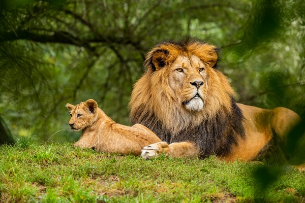 Quelles sont les meilleures techniques pour filmer des documentaires animaliers?